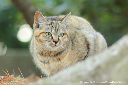 yamanao999_cats_082