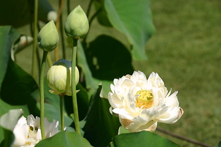 花とつぼみ…