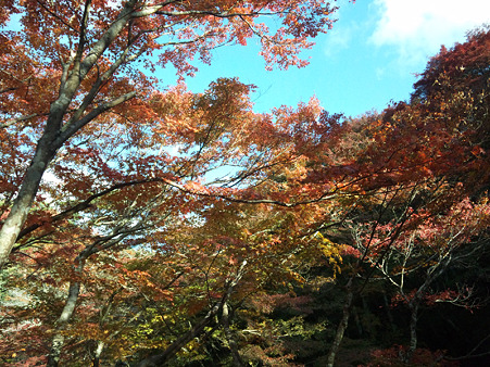 岩屋堂紅葉6