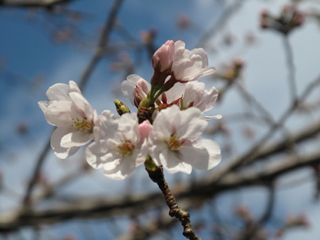 開花桜 (2)