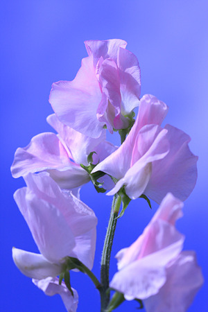 ３