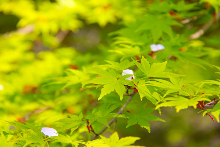 20120419_4009