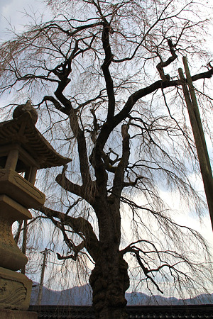 20120419_4020
