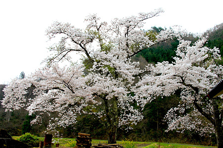 20120419_4026