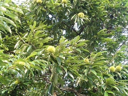 DVC00004