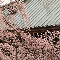 般若院 枝垂桜