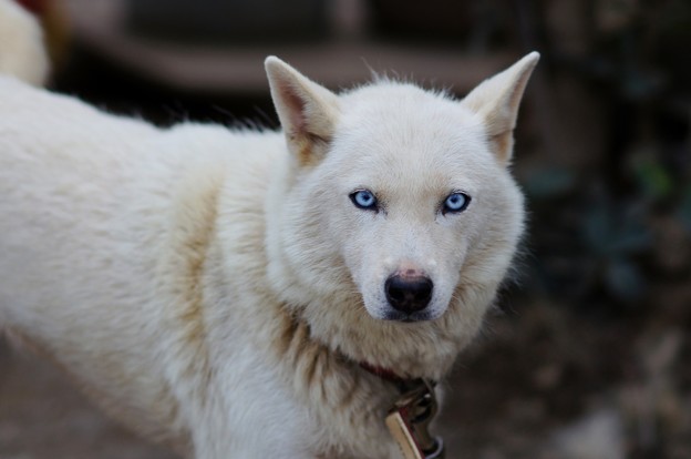 シベリアンハスキー犬 たしかに ハスキー犬入ってますね 目の色が違う 凛々しい 目つむってるほうがイイと思うよ Photo Sharing Photozou
