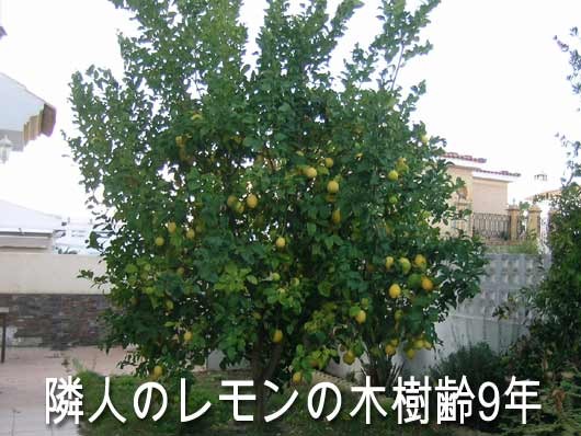 2315_lemon