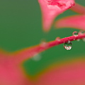 南天の雫