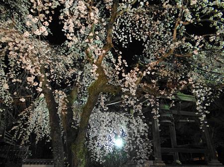 安長寺の枝垂れ桜ライトアップ