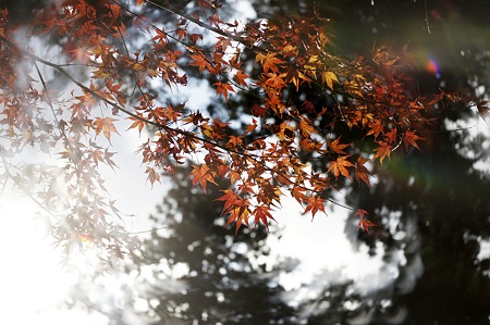 _DSC2550copy