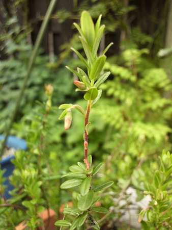 American cranberry