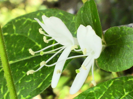 Honeysuckle