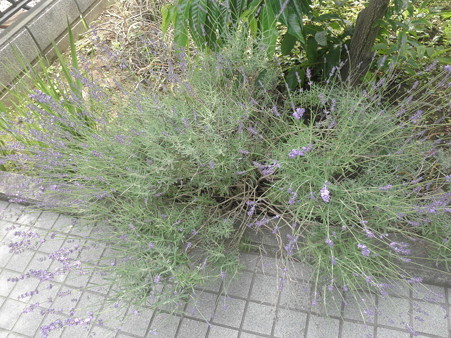 P6150008