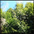 Canada Serviceberry at the Camp 5-5-12