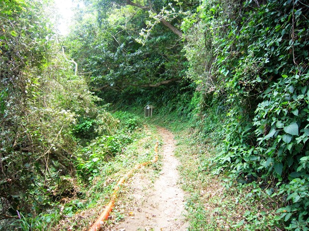 篠島南部