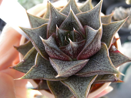 Echeveria purpusorum