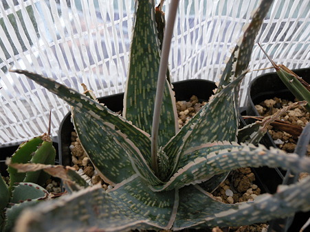 Aloe hyblid
