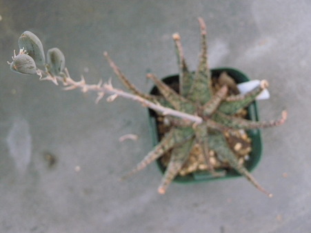 Aloe hyblid