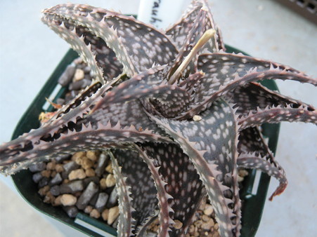 Aloe rauhii