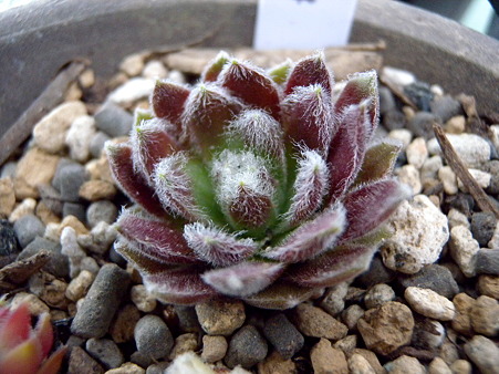 Sempervivum whitening