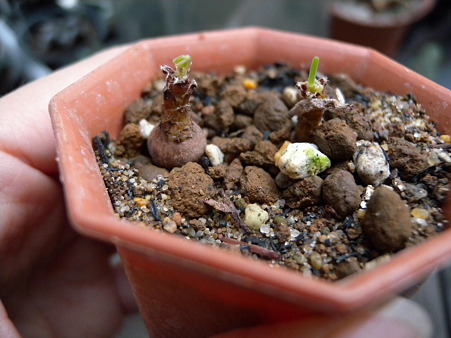 謎の植物