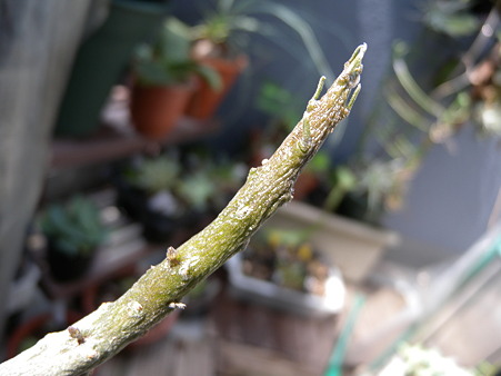 Rhytidocaulon macrolobum