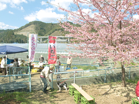 美和桜20120314_2
