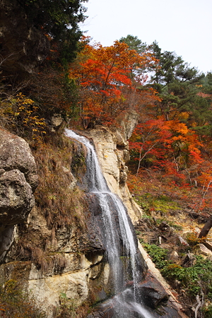 面白山紅葉川渓谷　藤花の滝