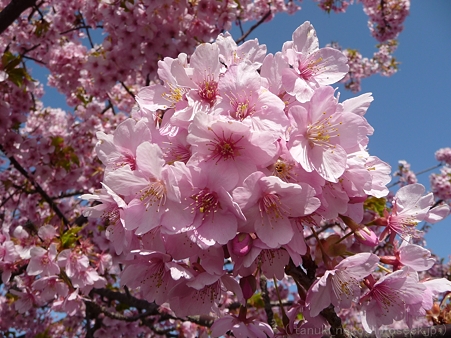 120329-松田山 河津桜 (82)