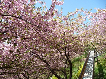 120329-松田山 河津桜 (120)