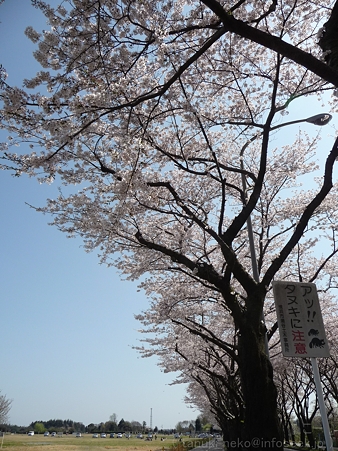 120412-海軍道路 (37)