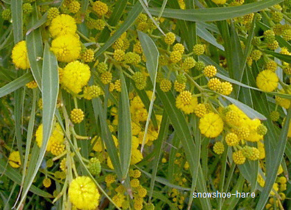 ひょっとしてこれの花粉症もあり 徒然なるままに チュニジア Vie En Tunisie