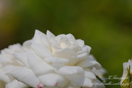一本木公園 薔薇祭り