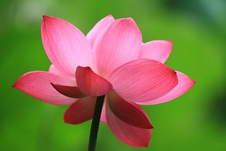 hasu