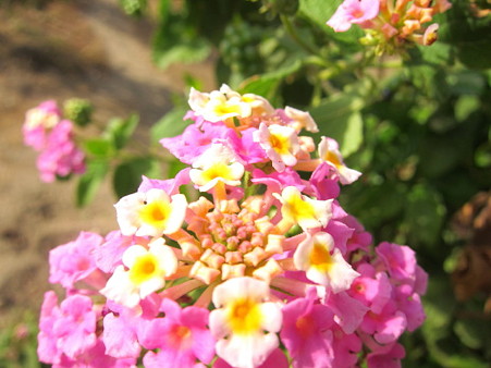 20120307 beach 013