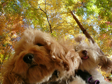 111122_08_momiji_4_kxm