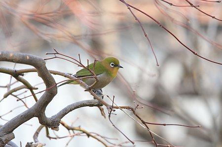 2012.01.18　和泉川　庭木にメジロ