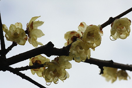 2012.02.23　大池公園　ロウバイ