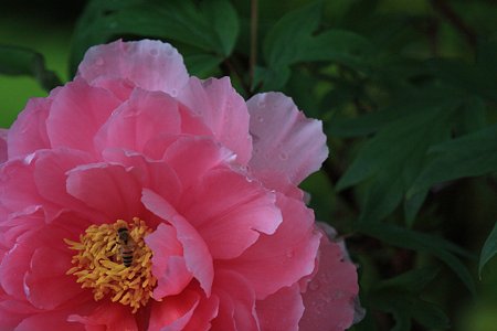2012.05.04　和泉川　ボタン