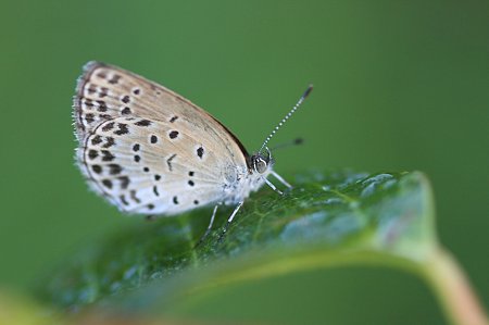 2011.09.16 和泉川 ヤマトシジミ