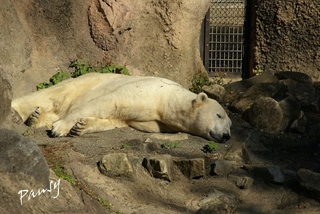 白クマさんのお昼寝・・ ズーラシア