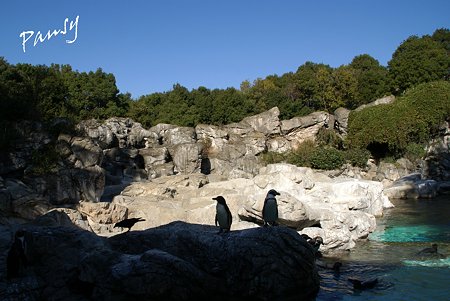 フンボルトペンギン・・ズーラシア