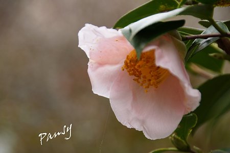 椿 優しい pink..