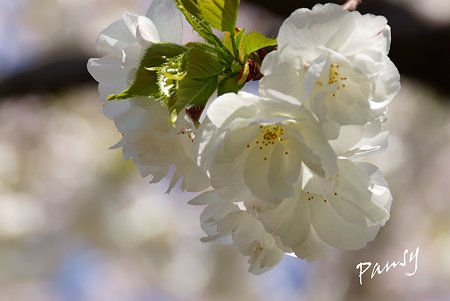 三ッ池公園の桜 25
