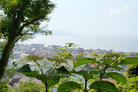 海を望む丘より・・水無月の長谷寺・・11