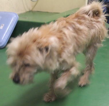 何犬やろか?