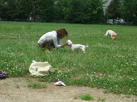 普通の犬のよう♪