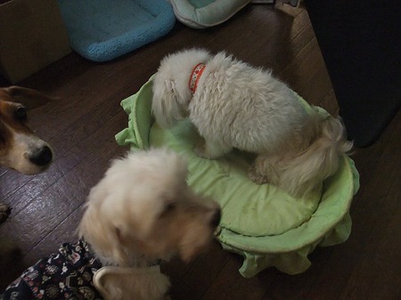 どうしても遊びたい