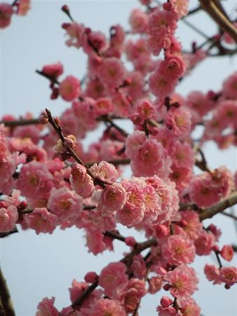 DSCN0915